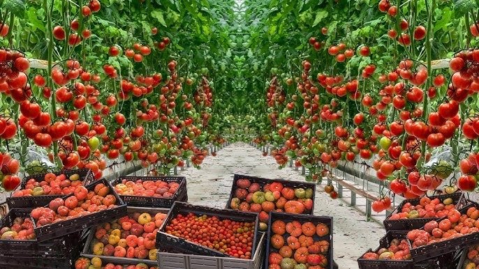 UKA Foods Agricultural Operations