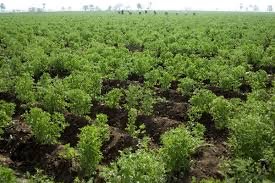 UKA Foods Agricultural Operations