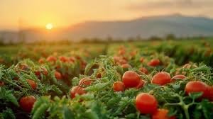 UKA Foods Agricultural Operations